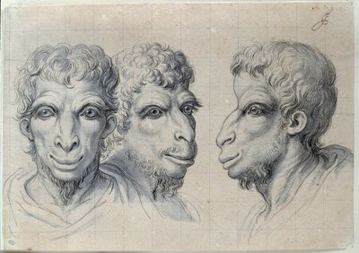 Studier af tre mænds hoveder, der minder om kamelens fysionomi Tegning af Charles Lebrun (Le Brun) (1619-1690) 17. århundrede. Svag. 0,22x0,32 m. Paris, Louvre-museet af Charles Le Brun