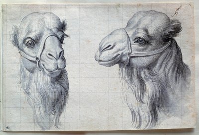 Studier af to kamelhoveder Tegning af Charles Lebrun (Le Brun) (1619-1690) 1600-tallet. Svag. 0,22x0,32 m. Paris, Louvre-museet af Charles Le Brun