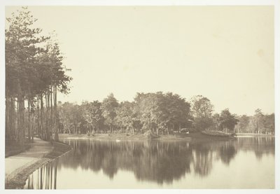 Uden titel, c. 1850. [Træer nær vand i Bois de Boulogne, en park i Paris]. af Charles Marville
