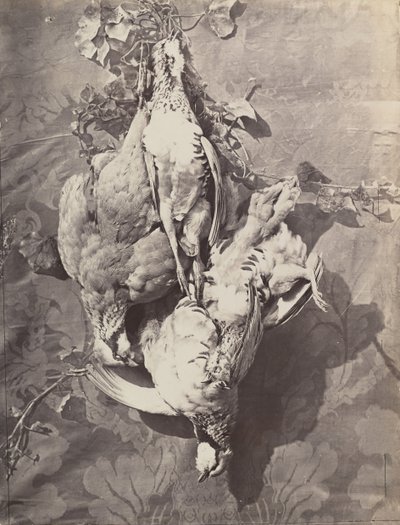 [Stilleben med fuglevildt], 1859. af Charles Nègre