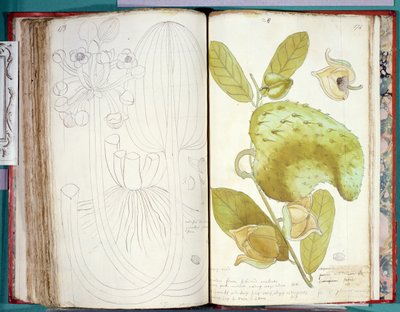 Fru 23 Kardemomme, fra et manuskript om planter fra Antillerne og Santo Domingo af Charles Plumier