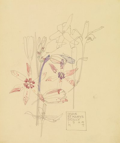 Ixias af Charles Rennie Mackintosh