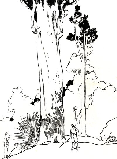 Et Kauri-træ, 1912 af Charles Robinson