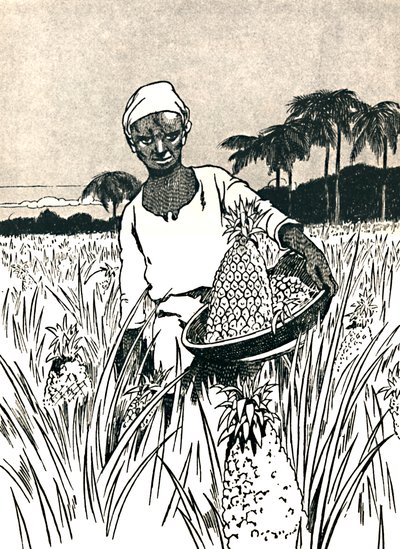 Indsamling af ananas, 1912 af Charles Robinson
