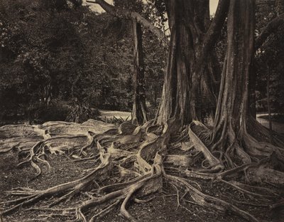 Rubber Tree, Assam, Indien (Ficus Elastica) af Charles T. Scowen