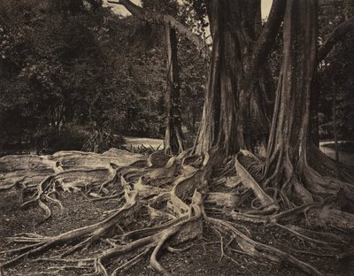 Rubber Tree, Assam, Indien Ficus Elastica, ca. 1880