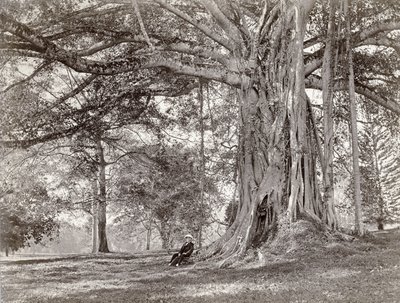 En herre, der sidder under et stort indfødt træ i British Ceylon, nu kaldet Sri Lanka, 1880
