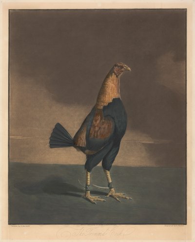 Hanekamp [et par]:  2. Den trimmede hane af Charles Turner