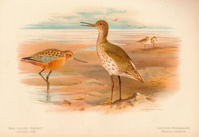 Stanghalestorwit Limosa rufa, Almindelig Rødbens Totanus, 1900, 1900 af Charles Whymper