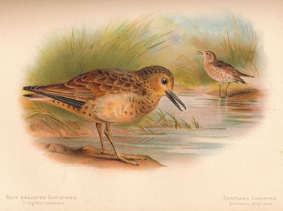 Buff-breasted Sandpiper Tringites rufescns, Bartrams Sandpiper Bartramia longicauda, 1900, 1 af Charles Whymper