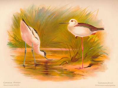 Almindelig Avocet Recurvirostra avocetta, Almindelig Stilt Himantopus melanopterus, 1900, 1900 af Charles Whymper