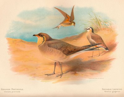 Almindelig Pratincole Glareola pratincola, selskabelig vibe Vanellus gregarius, 1900, 1900 af Charles Whymper