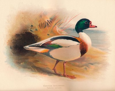 Almindelig Sheldrake Tadorna cornuta, 1900, 1900 af Charles Whymper