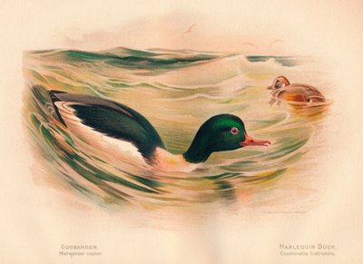 Goosander Merganser hjul, Harlekin Duck Cosmonetta histrionica, 1900, 1900 af Charles Whymper
