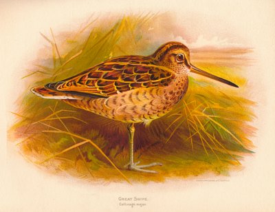 Store Snipe Gallinago major, 1900, 1900 af Charles Whymper