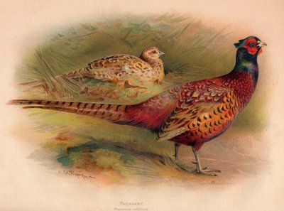 Fasan Phasianus colchicus, 1900, 1900 af Charles Whymper