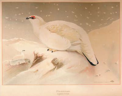 Rype Lagopus stum, 1900, 1900 af Charles Whymper