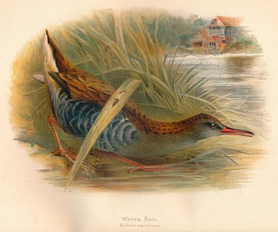 Vandskinne Rallus aquaticus, 1900, 1900 af Charles Whymper