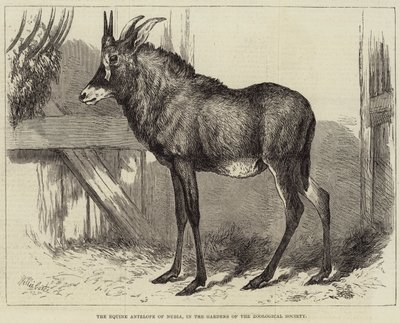 Hesteantilopen i Nubia, i Zoologisk Selskabs haver af Charles William Carter