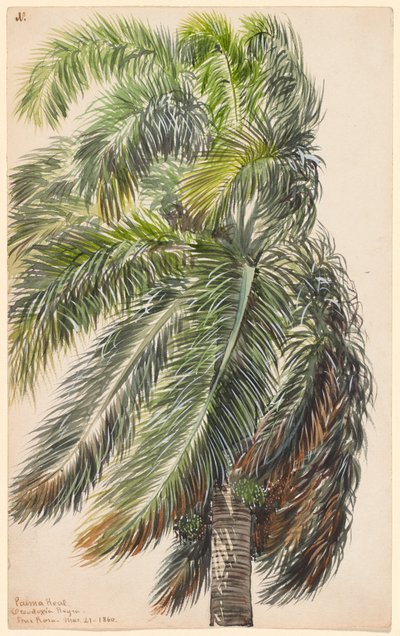 Palma Real af Charles de Wolf Brownell