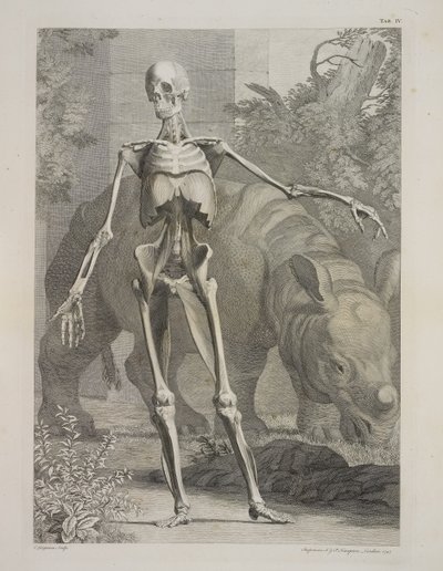 Skelet og næsehorn, tabeller over skelet og muskler i den menneskelige krop, af Bernhard Siegfried Albinus af Charles the Elder Grignion