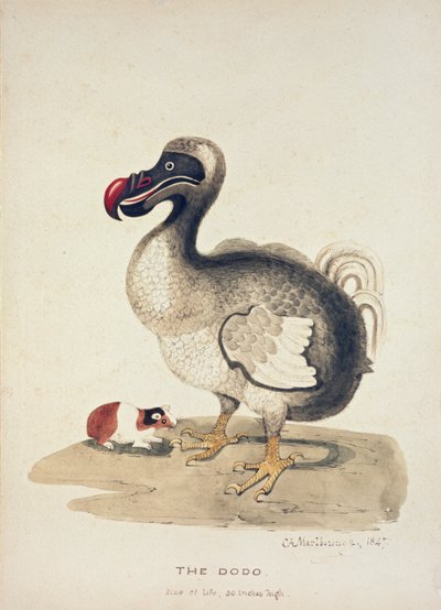 Studie af en Dodo og et marsvin, 1847 af Charlotte Augusta Spencer Churchill