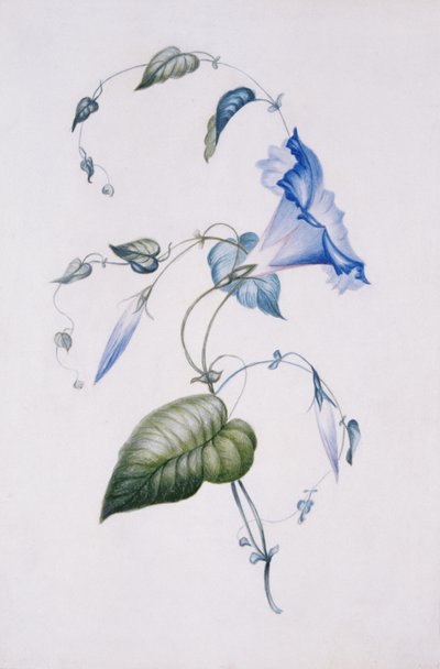 Blue convolvulus, 1832 (wc på papir) af Charlotte Bronte
