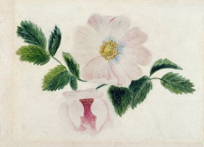 Lyserøde roser (wc på papir) af Charlotte Bronte