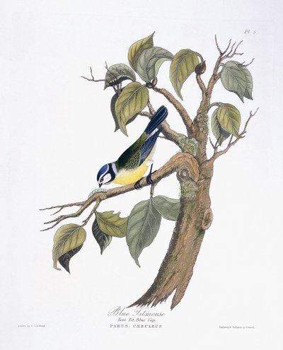Blåmejse af Charlotte L. E. Perrott
