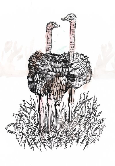 Flamingoer, 2018 (pen og blæk) af Charlotte Orr