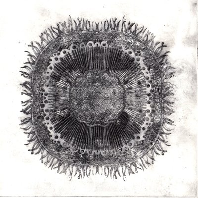Planteceller, 2019 (tørpunktsætsning) af Charlotte Orr