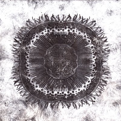 Planteceller, 2019 (tørpunktsætsning) af Charlotte Orr