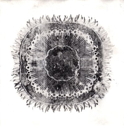 Planteceller, 2019 (tørpunktsætsning) af Charlotte Orr