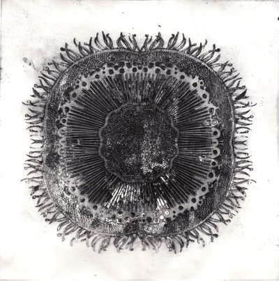 Planteceller, 2019 (tørpunktsætsning) af Charlotte Orr