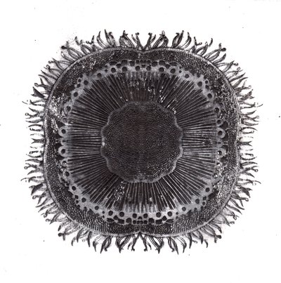 Planteceller, 2019 (tørpunktsætsning) af Charlotte Orr