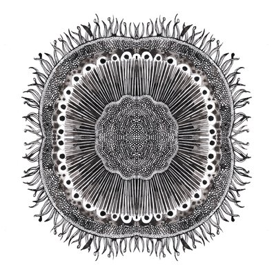 Planteceller, 2019 (pen og blæk) af Charlotte Orr