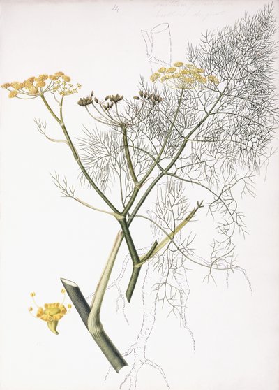 Et botanisk studie, 1822-1845 af Charlotte Strickland