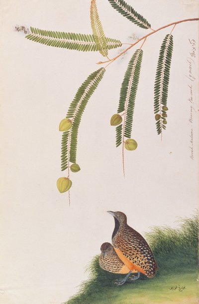 Barred Buttonquail, fra Tegninger af Fugle fra Malacca, ca. 1805-18 (wc på papir) af Chinese School