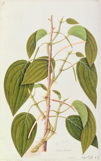 Betel Leaf, fra Fifty-Five Drawings of Medicinal Plants of Malacca, bind 1, c.1805-18 (wc på papir) af Chinese School