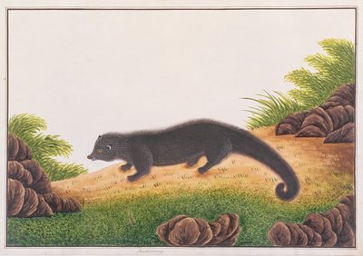 Binturong, fra tegninger af dyr, insekter og krybdyr fra Malacca, ca. 1805-18 (wc & gouache på papir) af Chinese School