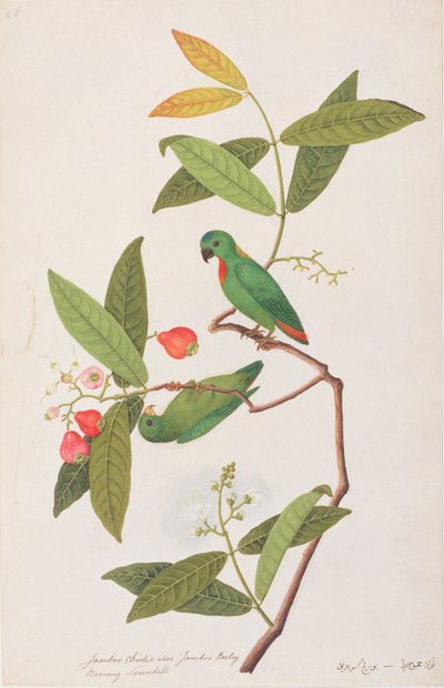 Blåkronet hængende papegøje, fra tegninger af fugle fra Malacca, ca. 1805-18 (wc på papir) af Chinese School