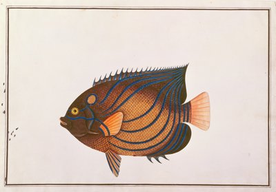 Blåringet Angelfish, fra tegninger af fisk fra Malacca, ca. 1805-18 (wc på papir) af Chinese School