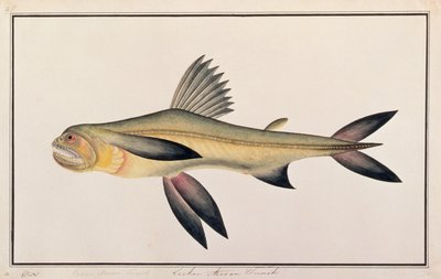 Bombay Duck, fra tegninger af fisk fra Malacca, ca. 1805-18 (wc på papir) af Chinese School