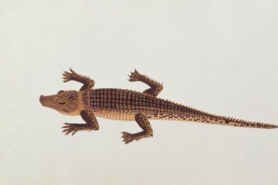 Boo-ay-ah Alligator, fra tegninger af dyr, insekter og krybdyr fra Malacca, ca. 1805-18 (wc og gouache på papir) af Chinese School