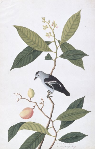 Booah Nawa Hawa, fra Tegninger af fugle fra Malacca, ca. 1805-18 (wc på papir) af Chinese School