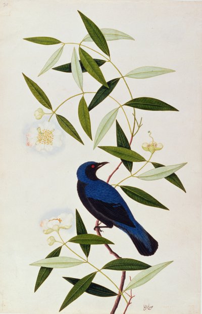 Boorah Farleeh, fra Drawings of Birds from Malacca, ca. 1805-18 (wc på papir) af Chinese School