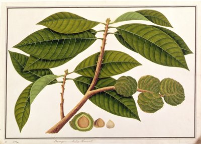 Brangam eller malaysisk kastanje, fra tegninger af planter fra Malacca, ca. 1805-18 (wc på papir) af Chinese School