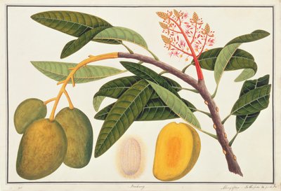 Buihang Mangifera, fra tegninger af planter fra Malacca, ca. 1805-18 (wc på papir) af Chinese School