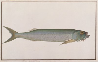 Dorab Wolf-sild, fra tegninger af fisk fra Malacca, ca. 1805-18 (wc på papir) af Chinese School