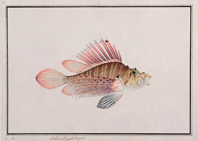 Eekan Linqah Singah, fra Drawings of Fishes from Malacca, ca. 1805-18 (wc på papir) af Chinese School